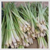 Lemon Grass