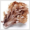 Maitake Mushroom