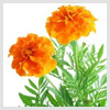 Marigold