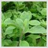 Marjoram Sweet