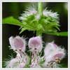 Motherwort