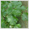 Mulberry Leaves