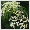 Neem Flowers