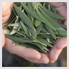 Olive Leaf