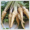 Parsley Root