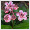 Pipsissewa