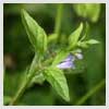 Skullcap