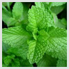 Spearmint Leaf