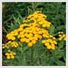 Tansy