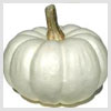 White Pumpkin