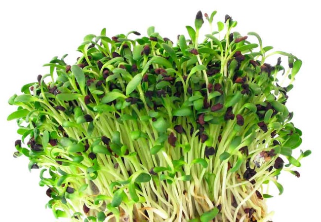 Brotes de alfalfa para la anemia